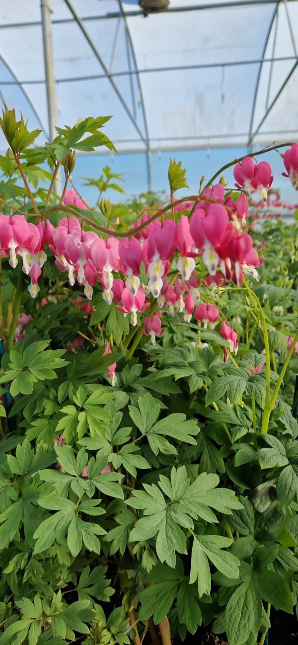 Lamprocapnos spectabilis Lamprocapnos spectabilis