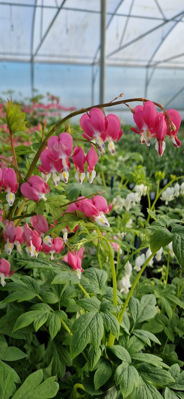 Lamprocapnos spectabilis2