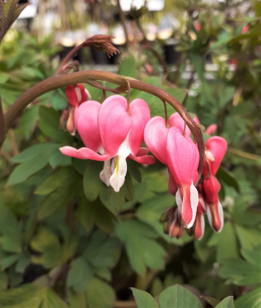 Lamprocapnos (Dicentra) spectabilis Proctors Nursery