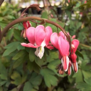 Lamprocapnos spectabilis