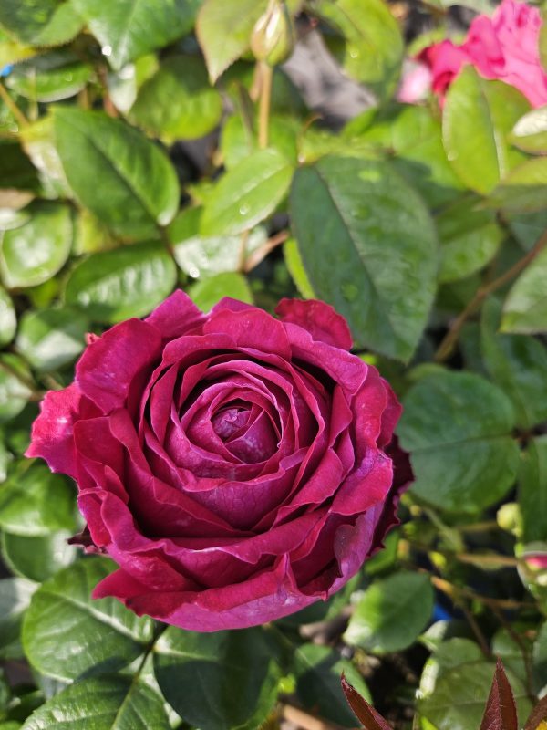 Rosa 'Birthday Boy' Rosa 'Birthday Boy'