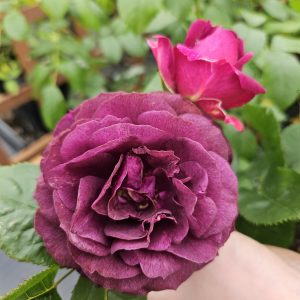Rosa 'Ebb Tide'