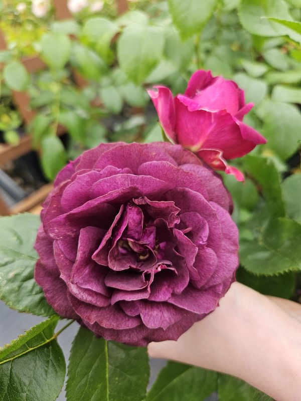 Rosa 'Ebb Tide' Rosa 'Ebb Tide'