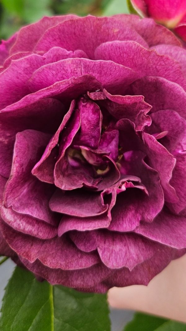 Rosa 'Ebb Tide'