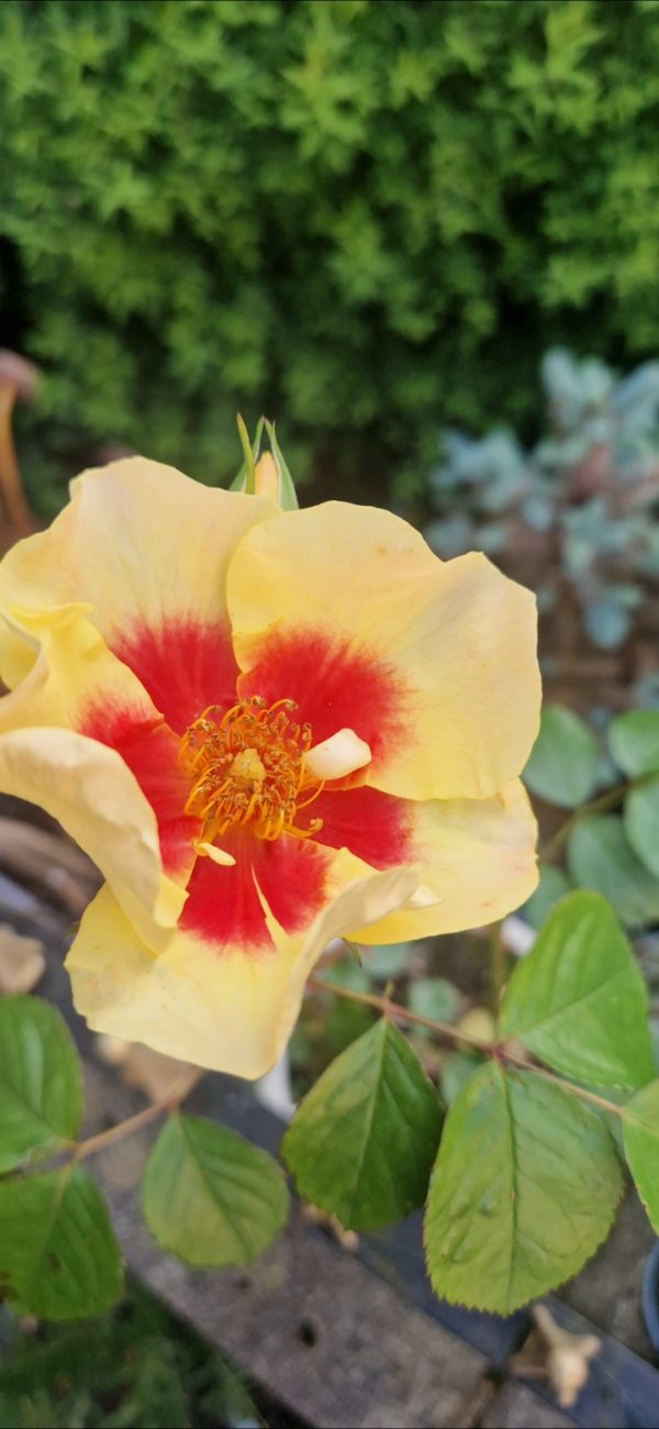 Rosa 'Eye of the Tiger' Rosa 'Eye of the Tiger'