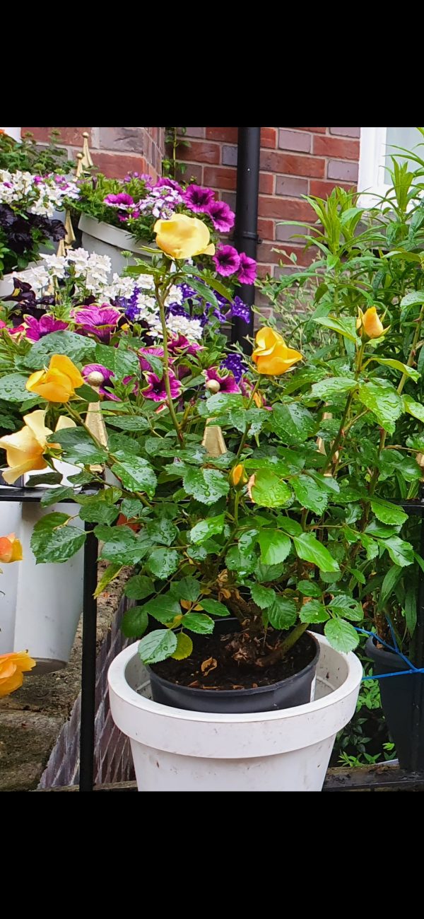 Rosa 'Eye of the Tiger'2 Rosa 'Eye of the Tiger'