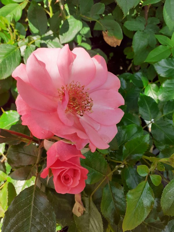 Rosa 'Friend for Life'