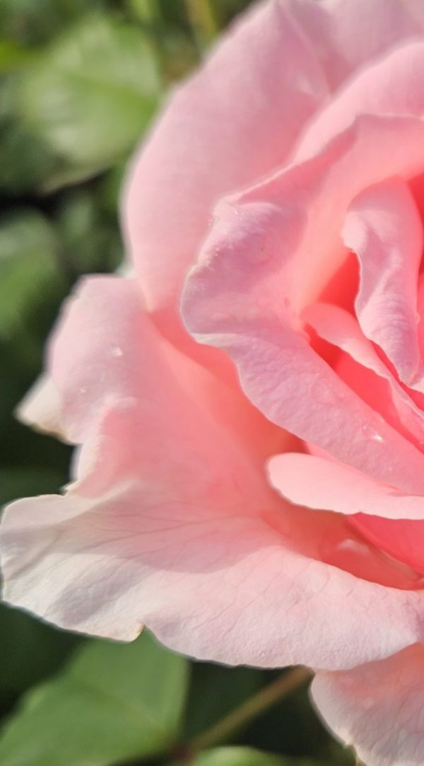 Rosa 'Maxima Romantica'