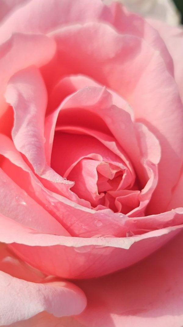 Rosa 'Maxima Romantica'