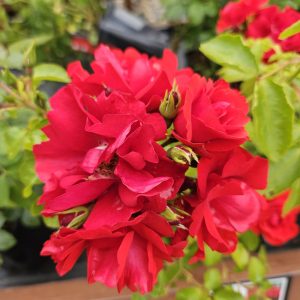 Rosa 'Moment in Time'