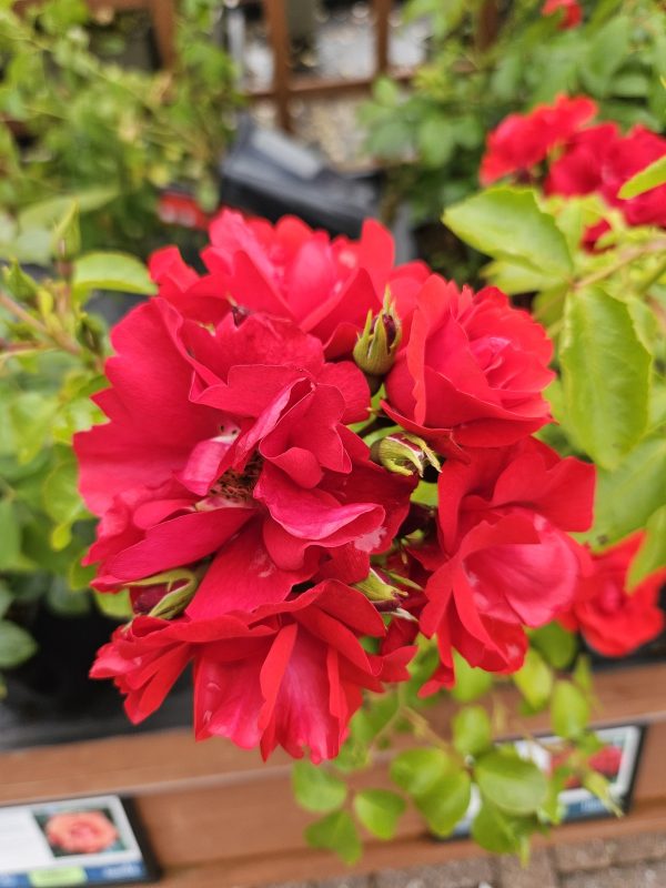 Rosa 'Moment in Time'