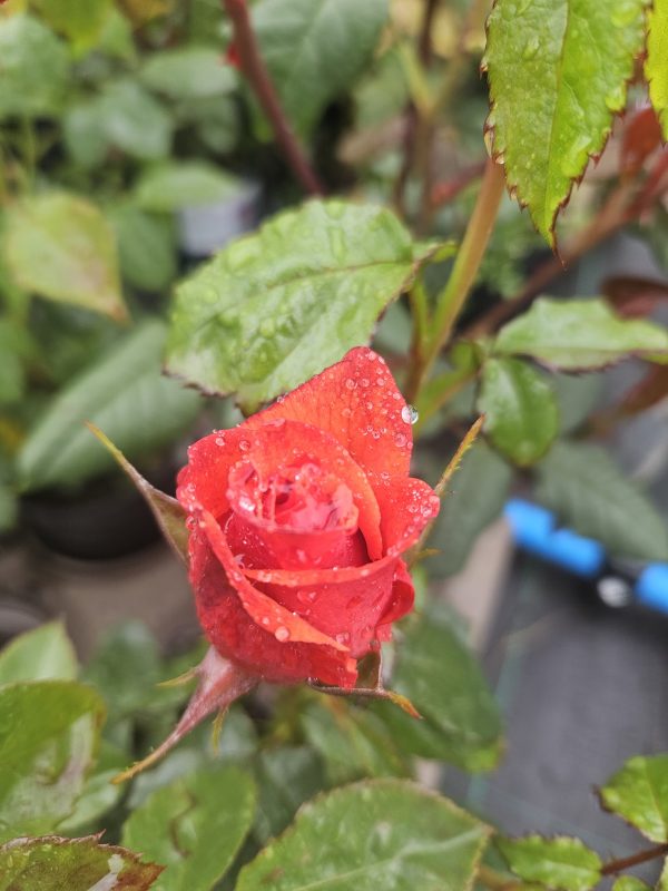 Rosa 'Remember Me' Rosa 'Remember Me'