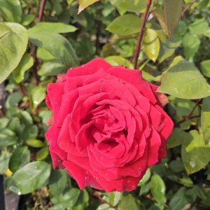 Rosa 'Ruby Wedding'