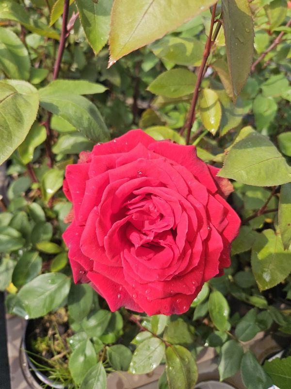 Rosa 'Ruby Wedding' Rosa 'Ruby Wedding'