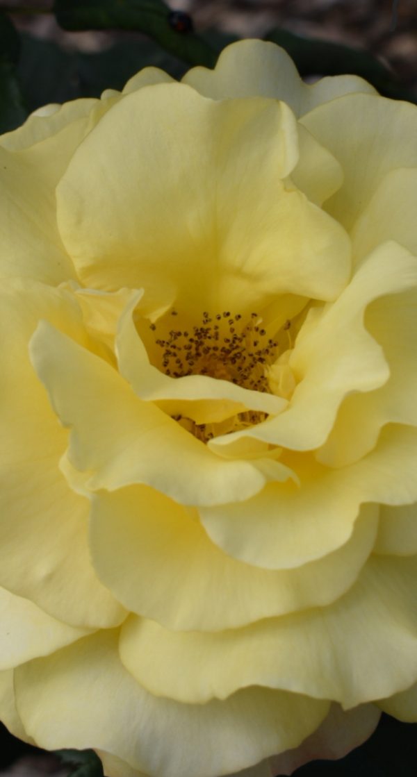 Rosa 'Sunny Sky' Rosa 'Sunny Sky'