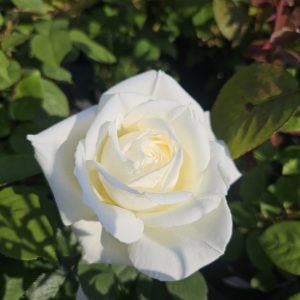 Rosa 'The Diamond Wedding Rose'