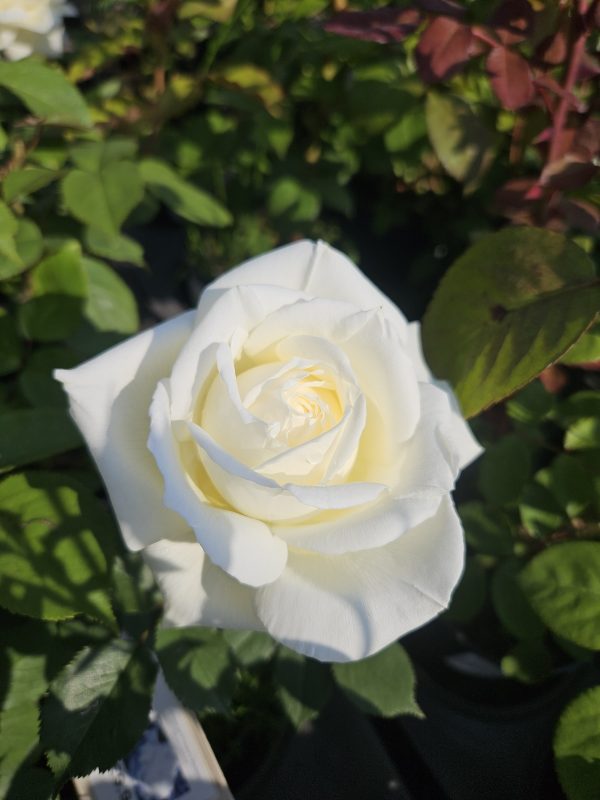 Rosa 'The Diamond Wedding Rose' Rosa 'The Diamond Wedding Rose'