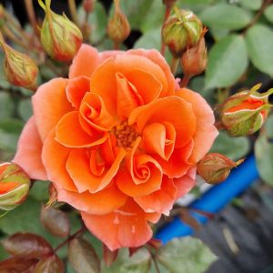 Rosa 'Wildfire'