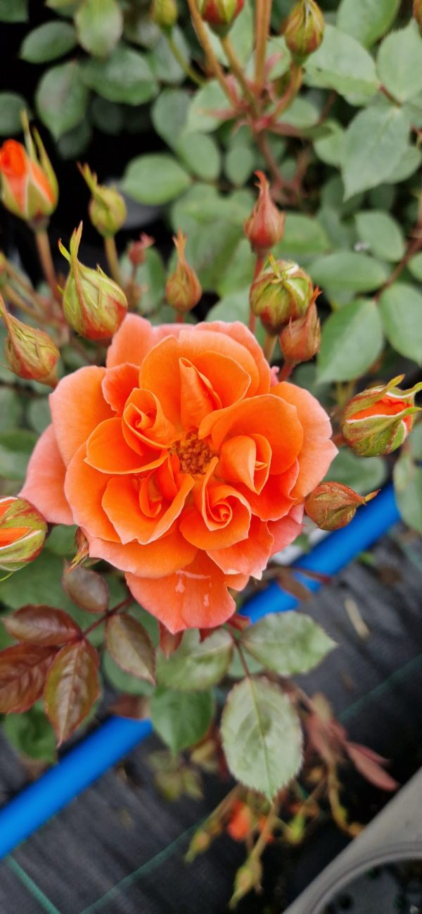 Rosa 'Wildfire' Rosa 'Wildfire'