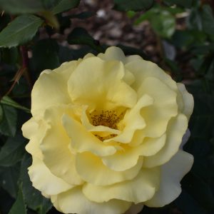 Rosa ‘Sunny Sky’