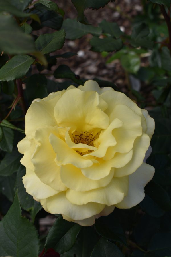 Rosa ‘Sunny Sky’