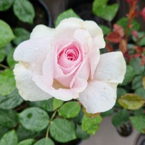 Rosa ‘Whiter Shade of Pale’
