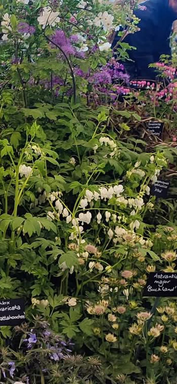 Screenshot_20241224_095155_Gallery