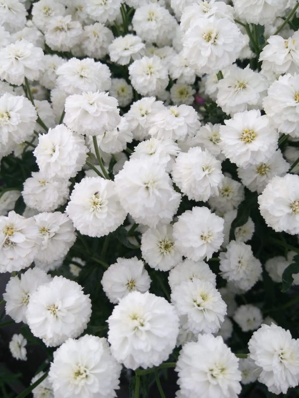 Achillea ptarmica 'Peter Cottontail'2 Achillea ptarmica 'Peter Cottontail'