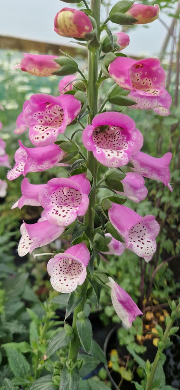 Digitalis 'Pink Panther'