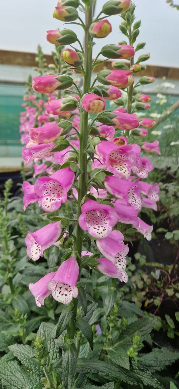 Digitalis 'Pink Panther'