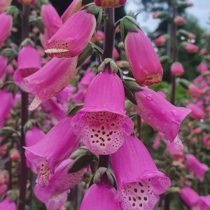 Digitalis 'Pink Panther'