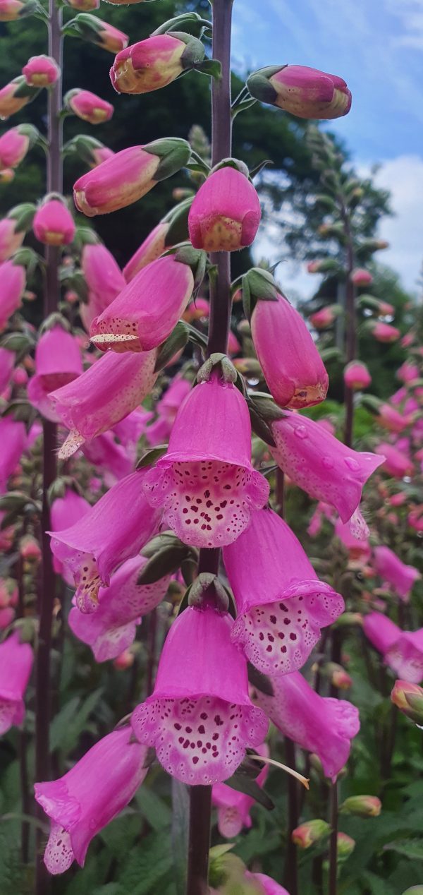 Digitalis 'Pink Panther'