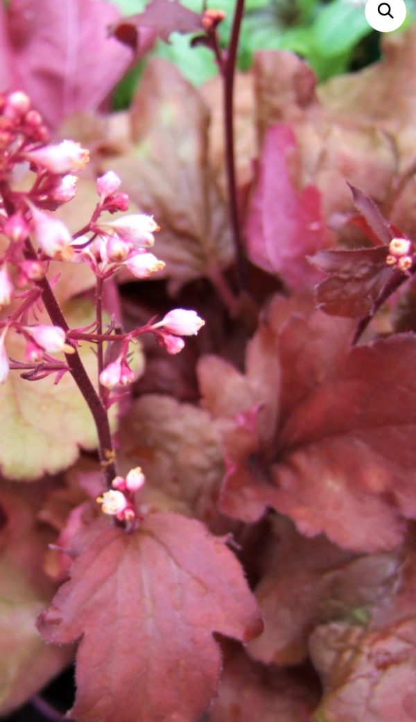 Heuchera 'Fire Alarm'