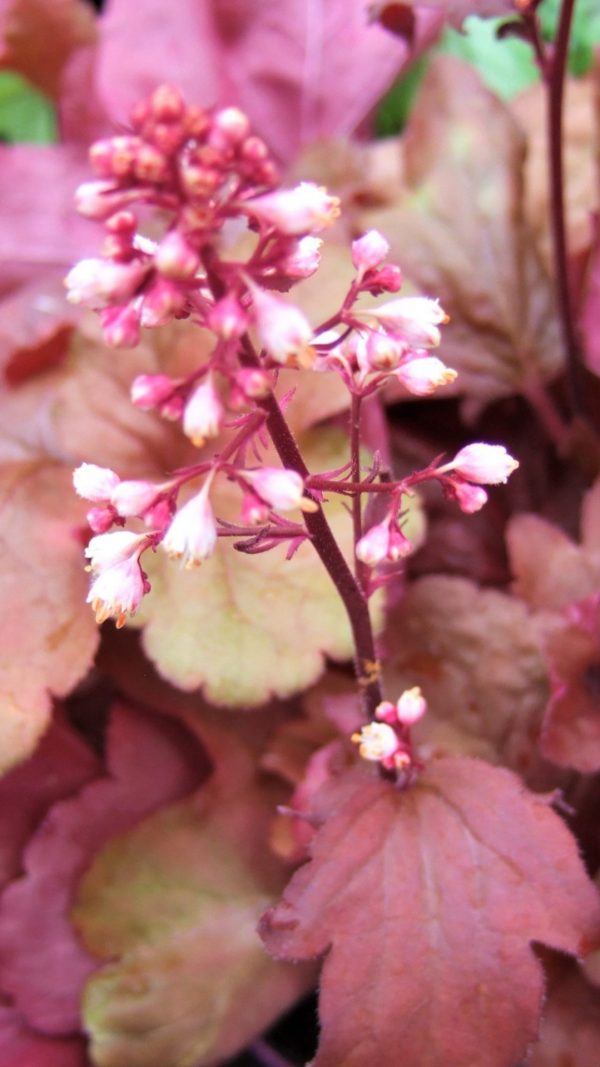 Heuchera 'Fire Alarm'