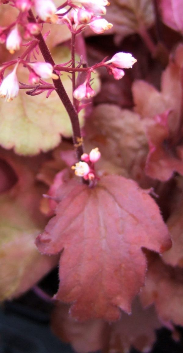 Heuchera 'Fire Alarm'