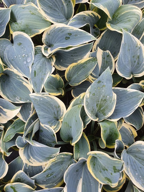 Hosta first frost
