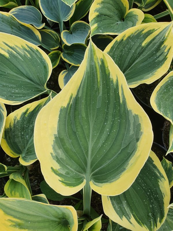 Hosta liberty