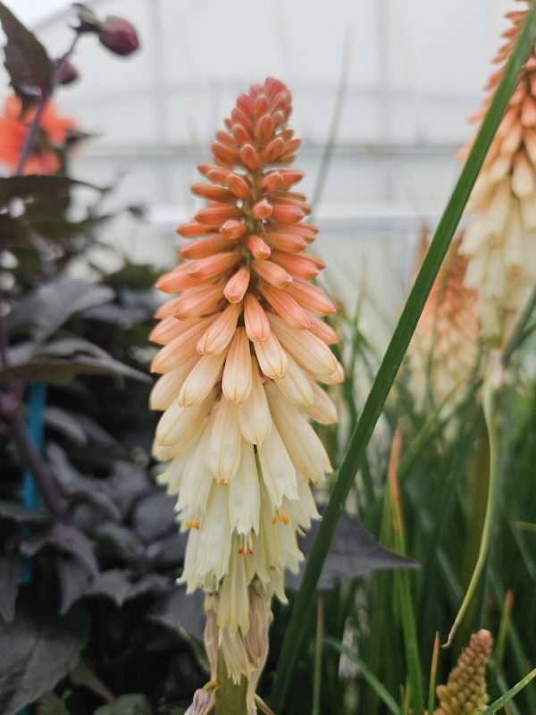 Kniphofia 'Orange Vanilla Popsicle' Kniphofia 'Orange Vanilla Popsicle'