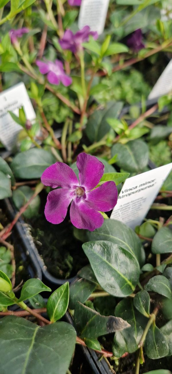 Vinca atropurpurea