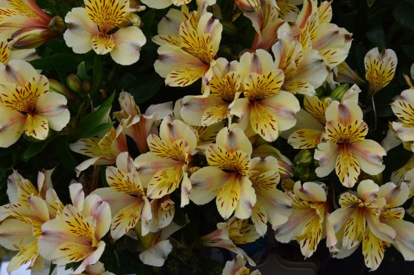 Alstroemeria 'Inca Sundance'
