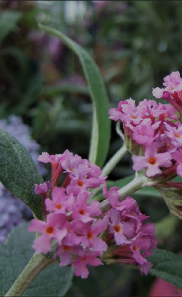 Buddleja Buzz 'Candy Pink'
