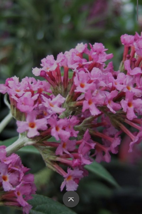 Buddleja Buzz 'Candy Pink'