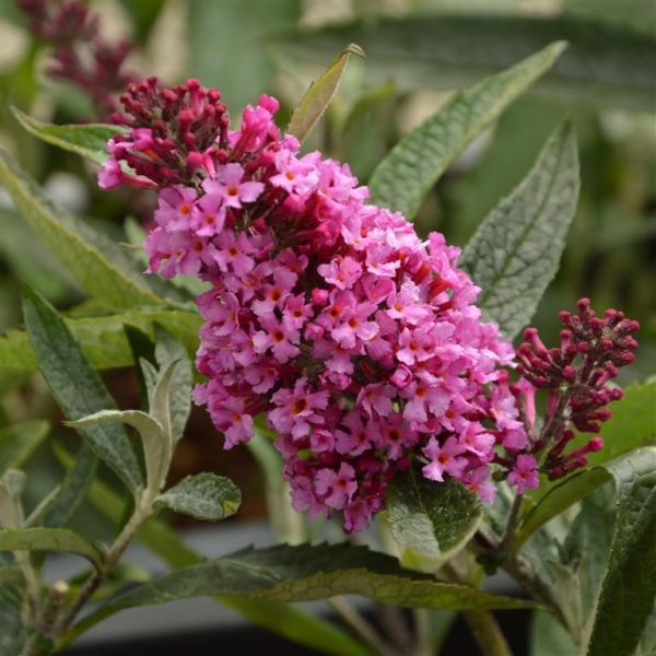 Buddleja Buzz 'Candy Pink'