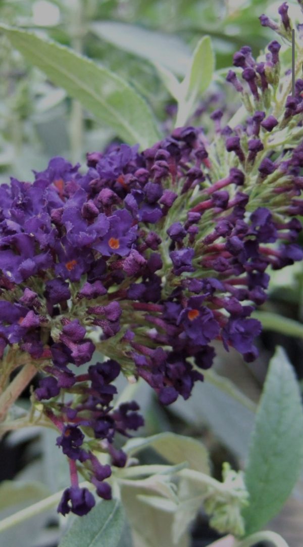 Buddleja Buzz 'Indigo' Buddleja Buzz 'Indigo'