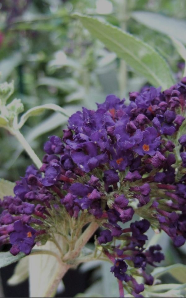Buddleja Buzz 'Indigo'2 Buddleja Buzz 'Indigo'
