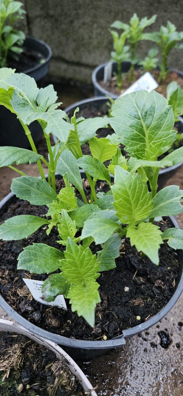 Dahlia 'Lemon Sherbet'