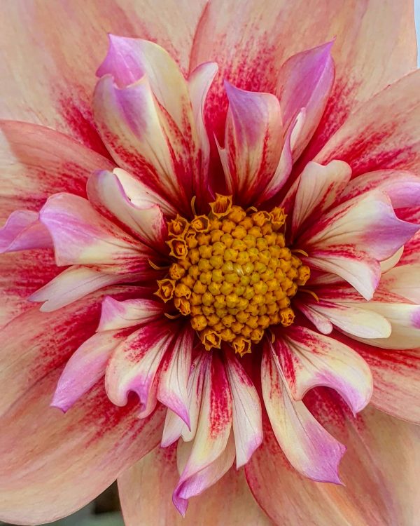 Dahlia 'Rhubarb and Custard'