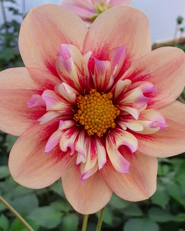 Dahlia 'Rhubarb and Custard'