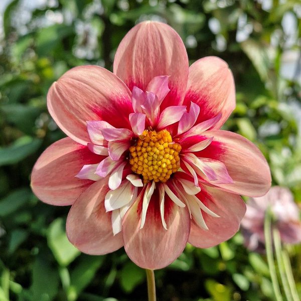 Dahlia 'Rhubarb and Custard'