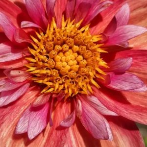 Dahlia Strawberry Bon Bon